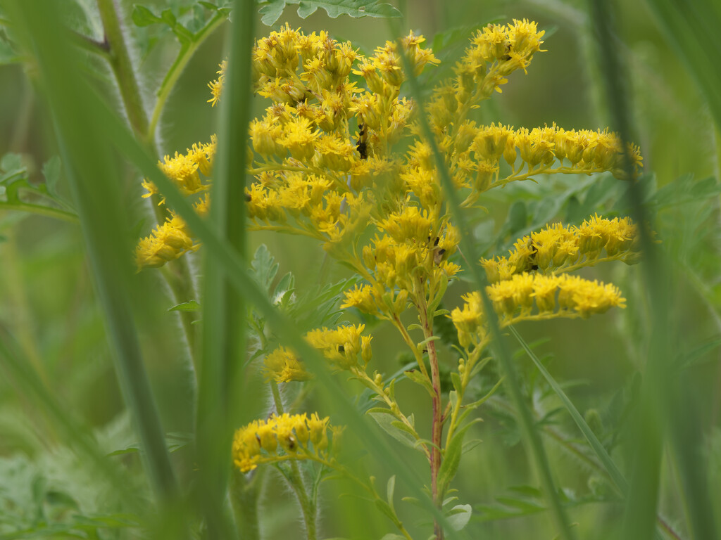 early goldenrod by rminer