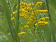 14th Aug 2022 - early goldenrod