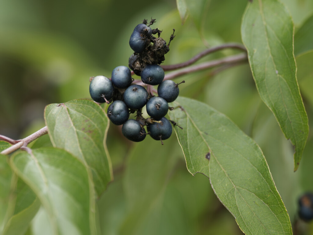 silky dogwood berries by rminer