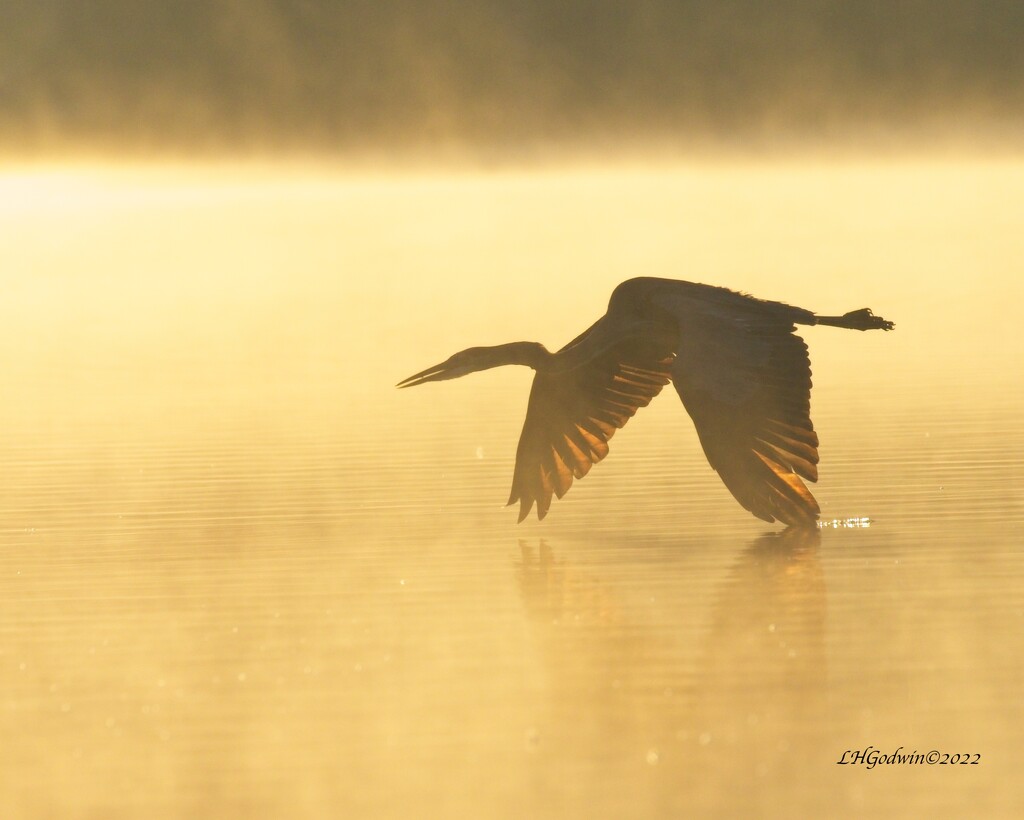 LHG_4435GBH In the morning Light by rontu
