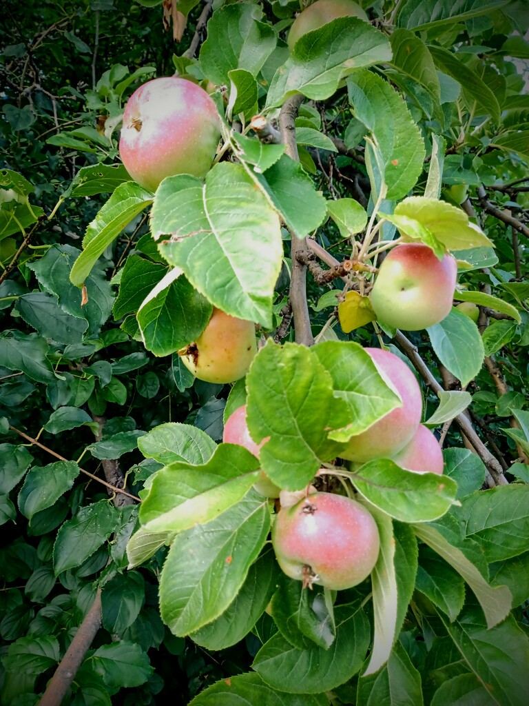 Apples! by revken70