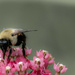 Busy bee by dawnbjohnson2