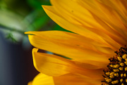 9th Aug 2022 - Sunflower