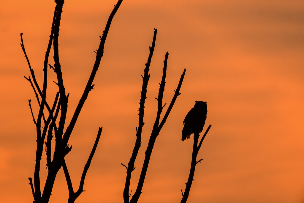 Great Horned Owl at Dusk by kareenking