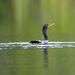 Cormorant Swimming  by jgpittenger