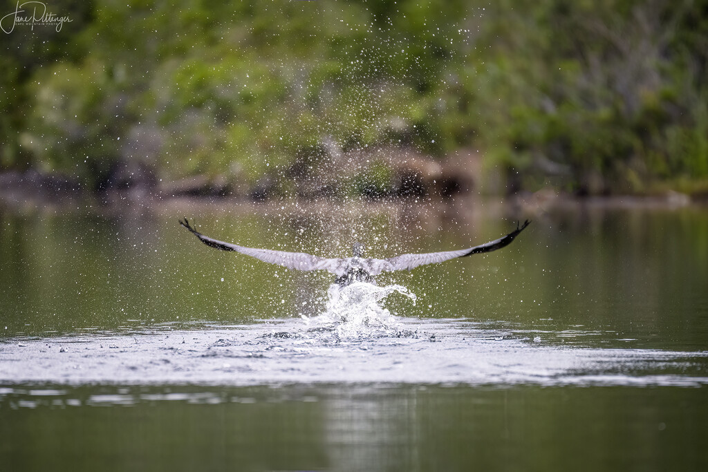 Cormorant Take Off  by jgpittenger