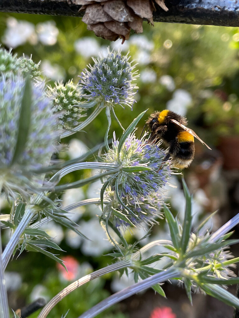 Bee Visiting my Sea Holly by 365projectmaxine