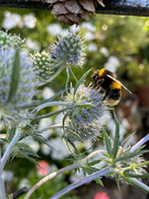 14th Aug 2022 - Bee Visiting my Sea Holly