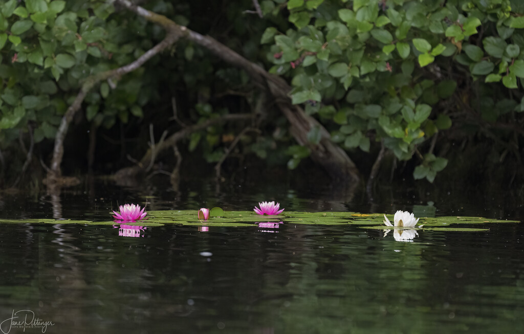 Water Lilies by jgpittenger