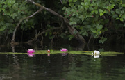 16th Aug 2022 - Water Lilies