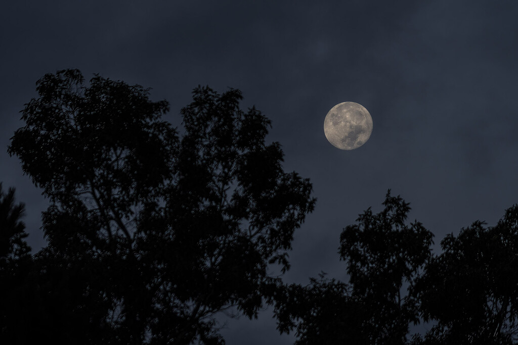 Sturgeon Moon by k9photo