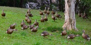 15th Aug 2022 -  A Waddling Of Ducks ~