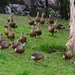  A Waddling Of Ducks ~ by happysnaps