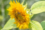14th Aug 2022 - Another Sunflower...