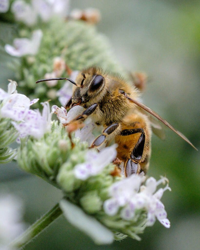 Honeybee at work by johnmaguire