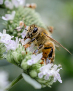 14th Aug 2022 - Honeybee at work