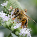 Honeybee at work by johnmaguire