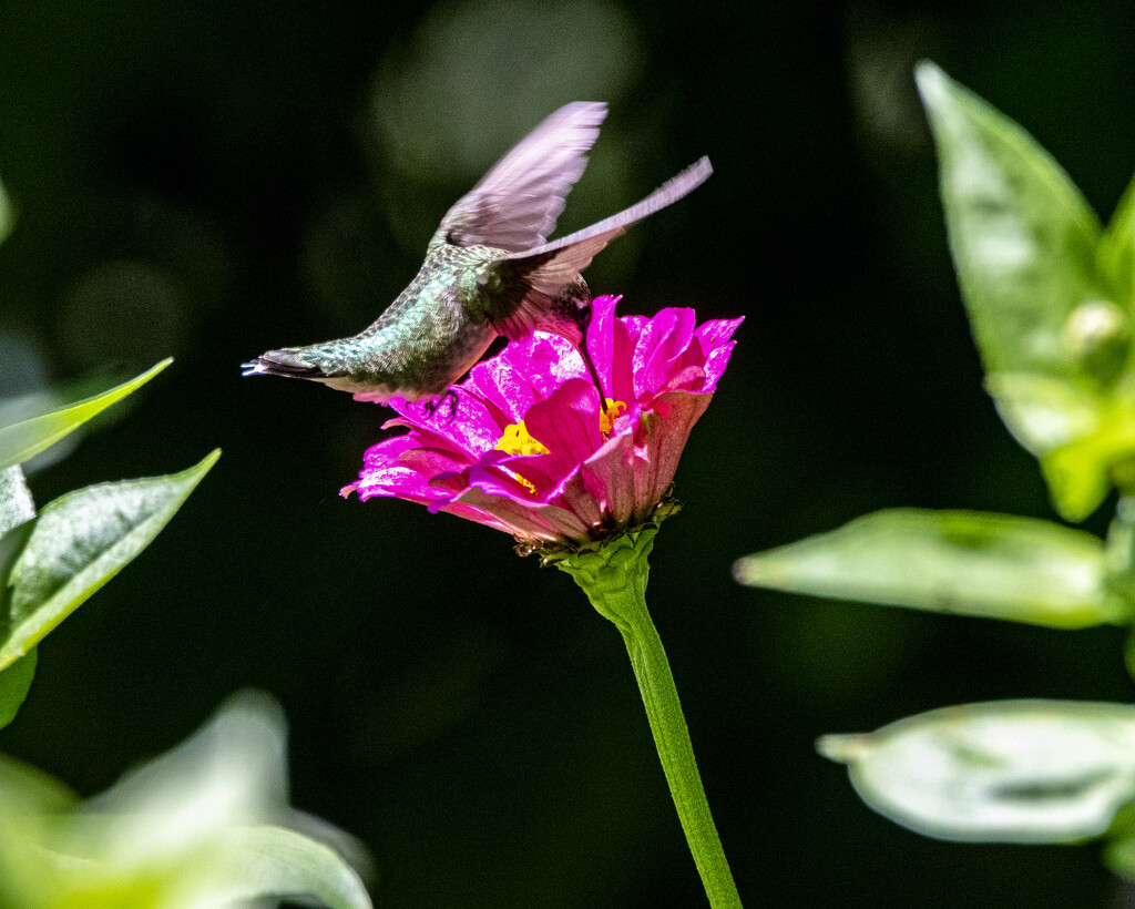 Ruby-Throated Hummingbird by cwbill