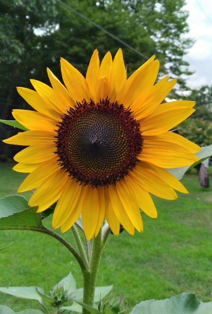 Sunflower #3 by julie
