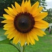 Sunflower #3 by julie