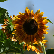 7th Aug 2022 - My Favorite Color Sunflower