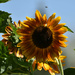My Favorite Color Sunflower