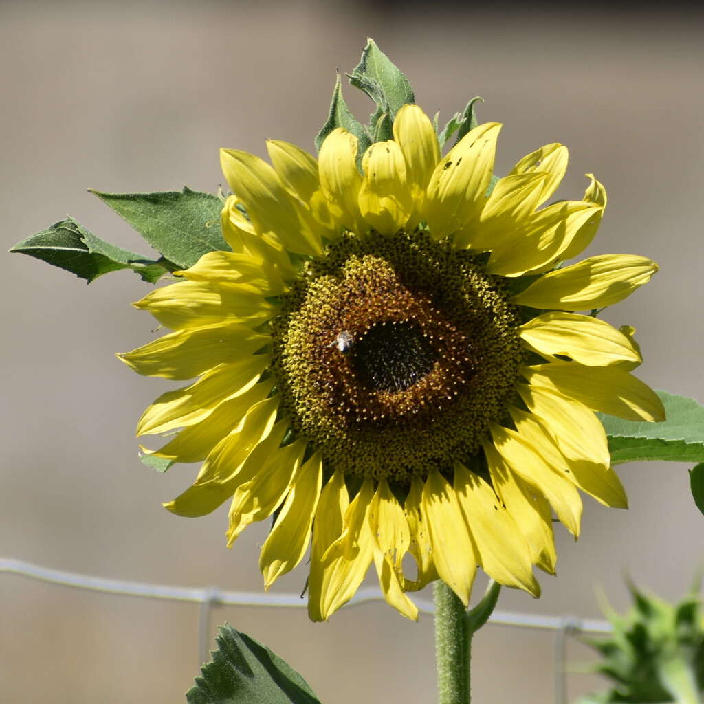 A Yellow "Volunteer" Sunflower by bjywamer