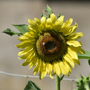 7th Aug 2022 - A Yellow "Volunteer" Sunflower