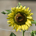 A Yellow "Volunteer" Sunflower