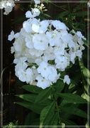 15th Aug 2022 - The last of the Phlox 