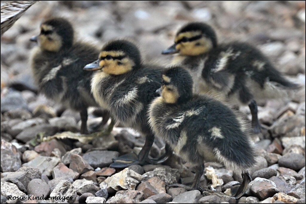 Four little ducklings by rosiekind