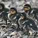 Four little ducklings by rosiekind