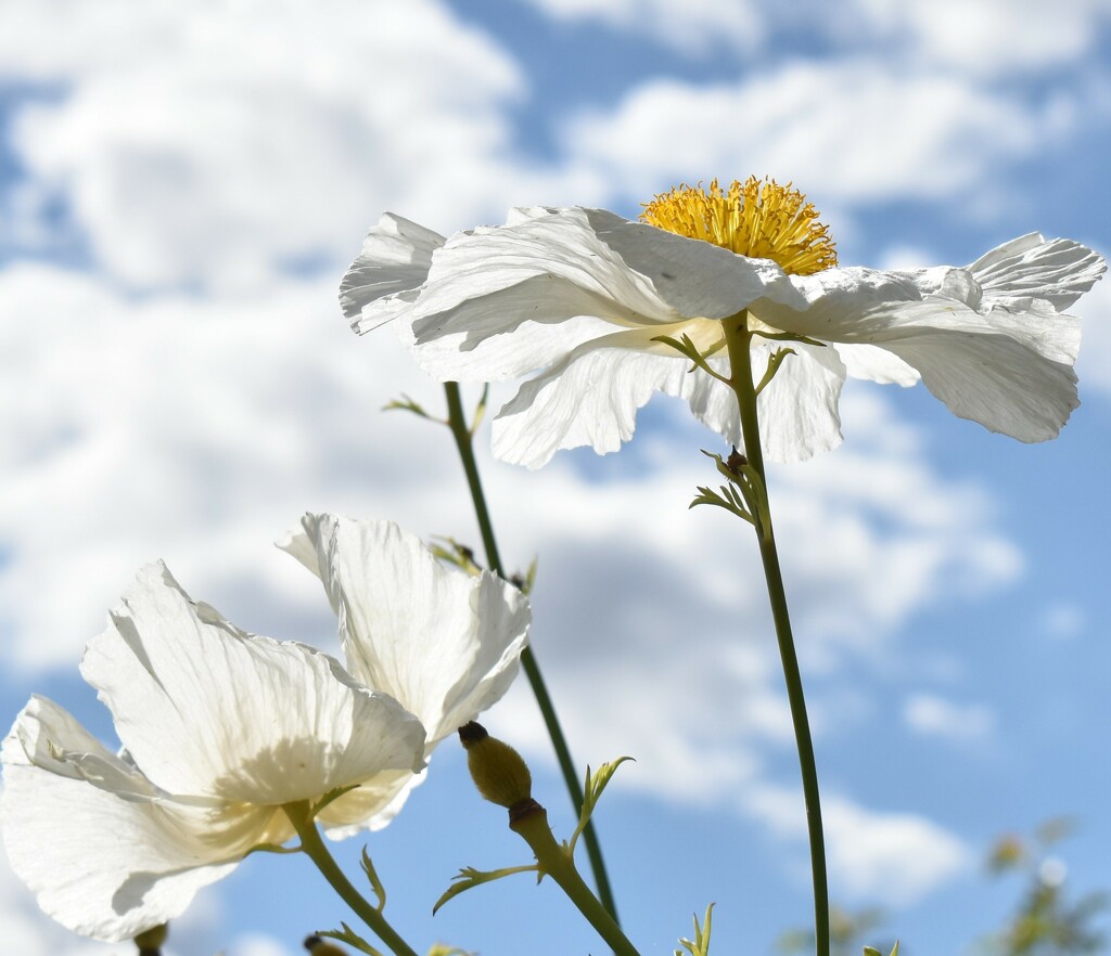 Simple flower and sky by anitaw