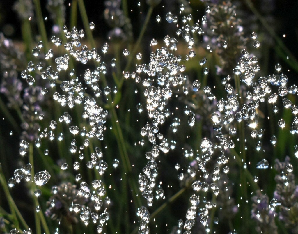 Little sunbursts in the droplets from my solar water fountain by anitaw