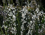 14th Aug 2022 - Little sunbursts in the droplets from my solar water fountain