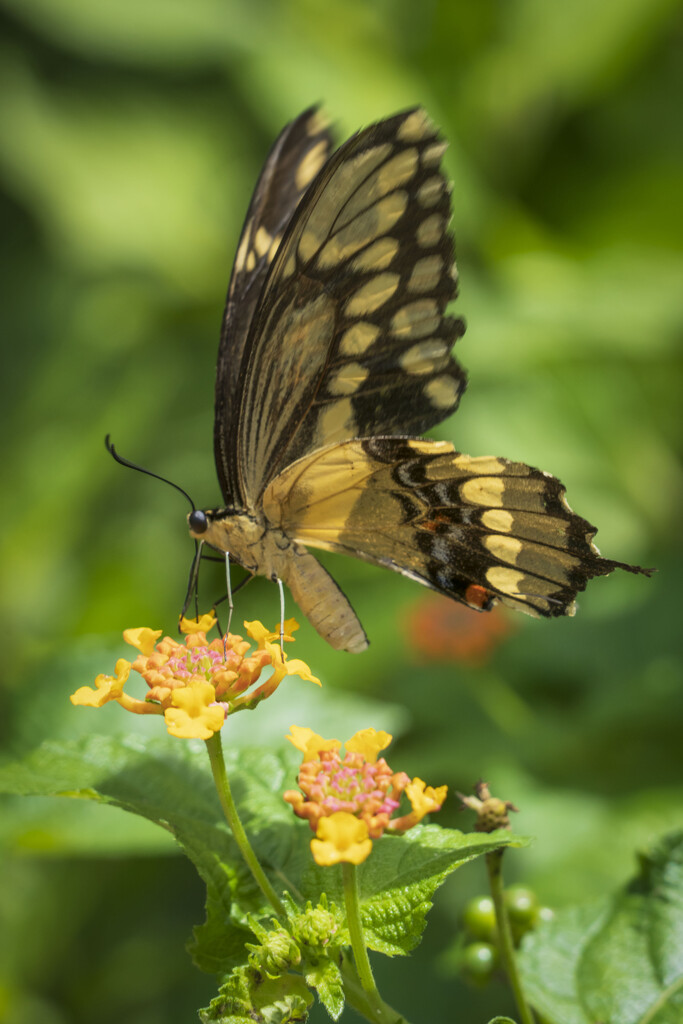 Common Swallowtail  by kvphoto