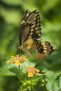 15th Aug 2022 - Common Swallowtail 