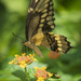 Common Swallowtail  by kvphoto