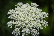 15th Aug 2022 - Queen Anne's Lace