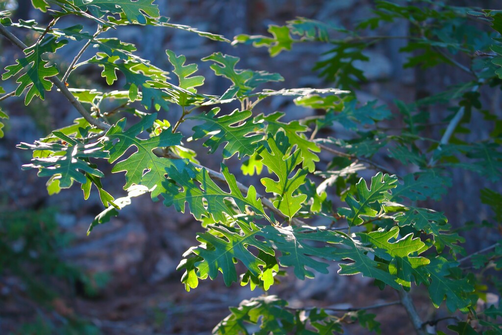 Oak leaves by blueberry1222