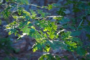15th Aug 2022 - Oak leaves