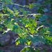 Oak leaves by blueberry1222