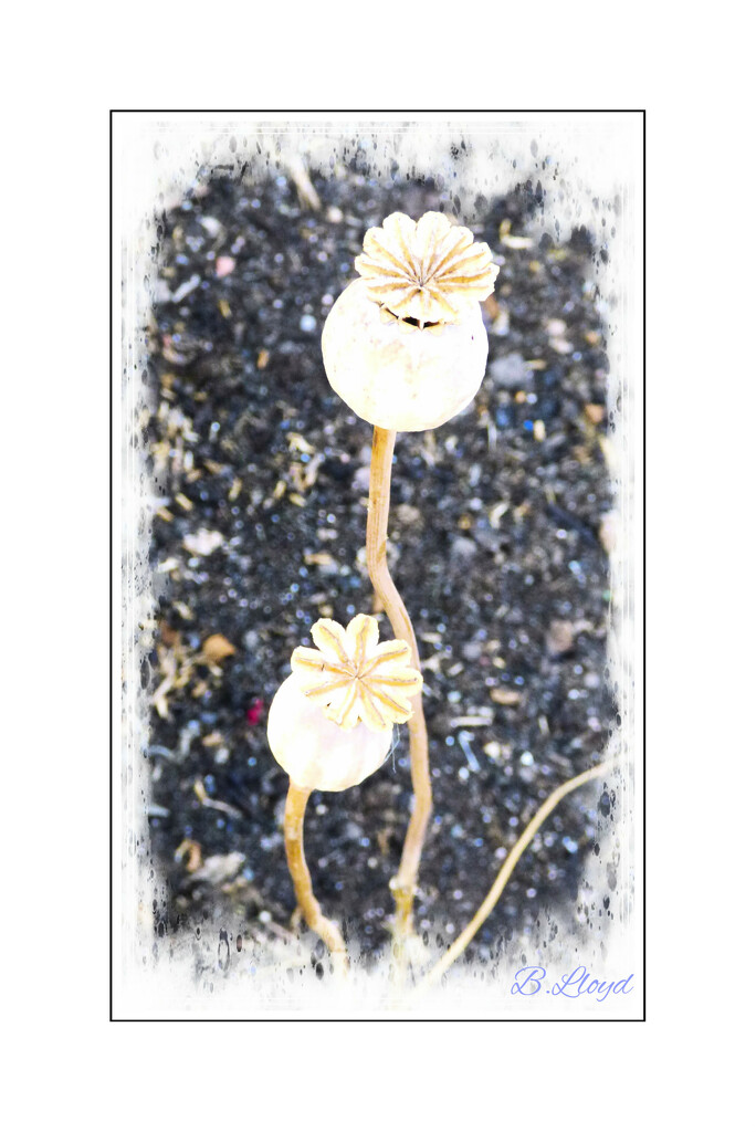 Poppy seed-heads 2 by beryl