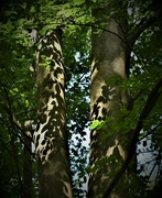 15th Aug 2022 - I liked the leaf shadows forming on the trunks in the late sun