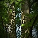 I liked the leaf shadows forming on the trunks in the late sun by anitaw