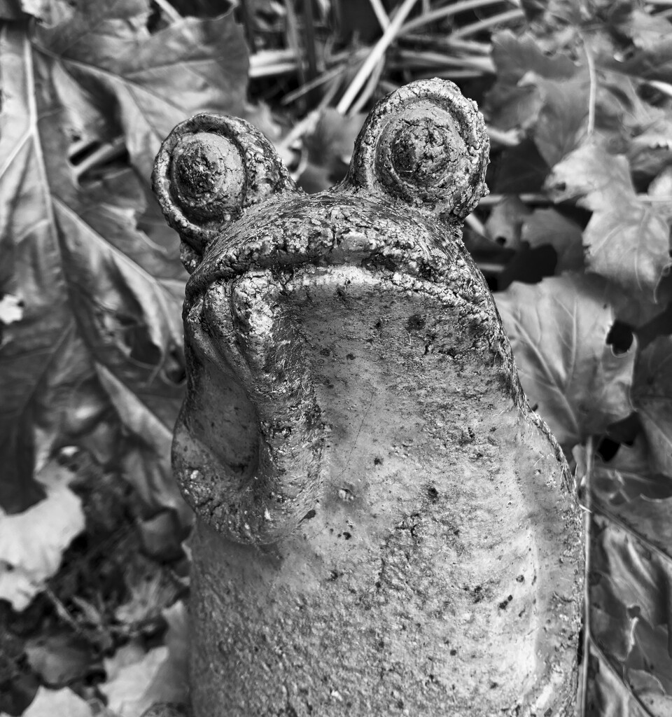 Froggy by philm666