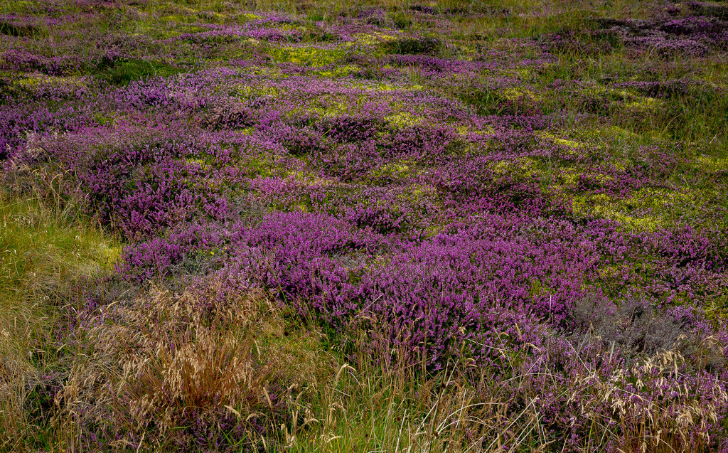 Heather & Moss by lifeat60degrees