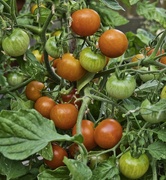 15th Aug 2022 - Tomato 'Red Profusion'