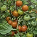Tomato 'Red Profusion' by tonygig
