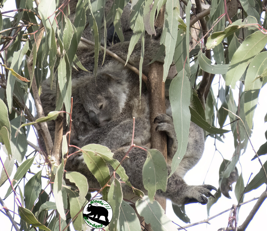 a sleepy tangle by koalagardens